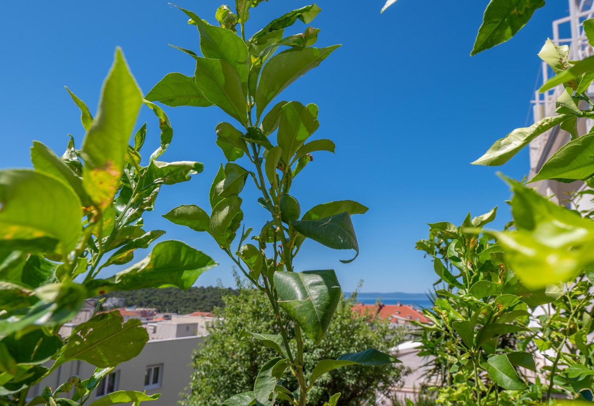 Apartmani Sani Makarska Dış mekan fotoğraf